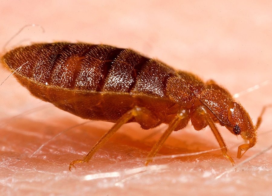 Bed bug inspection of a mattress seam in a Covington home
