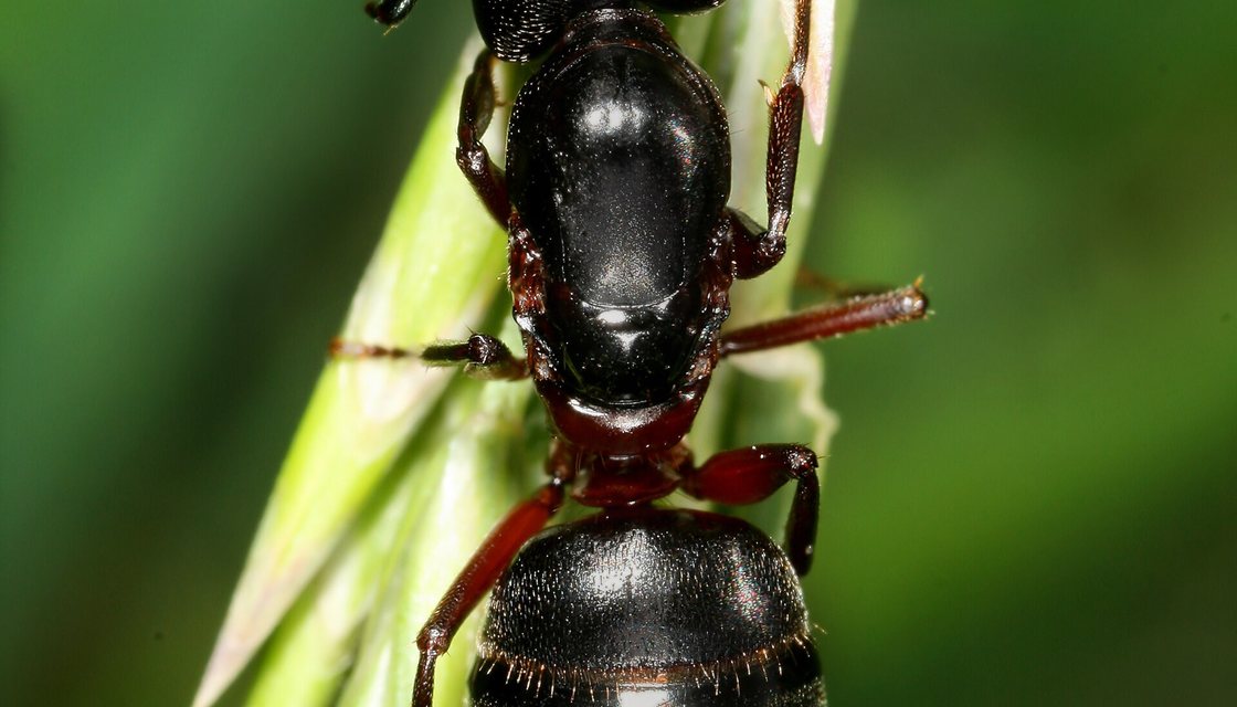 Large black carpenter ant on weathered wood trim