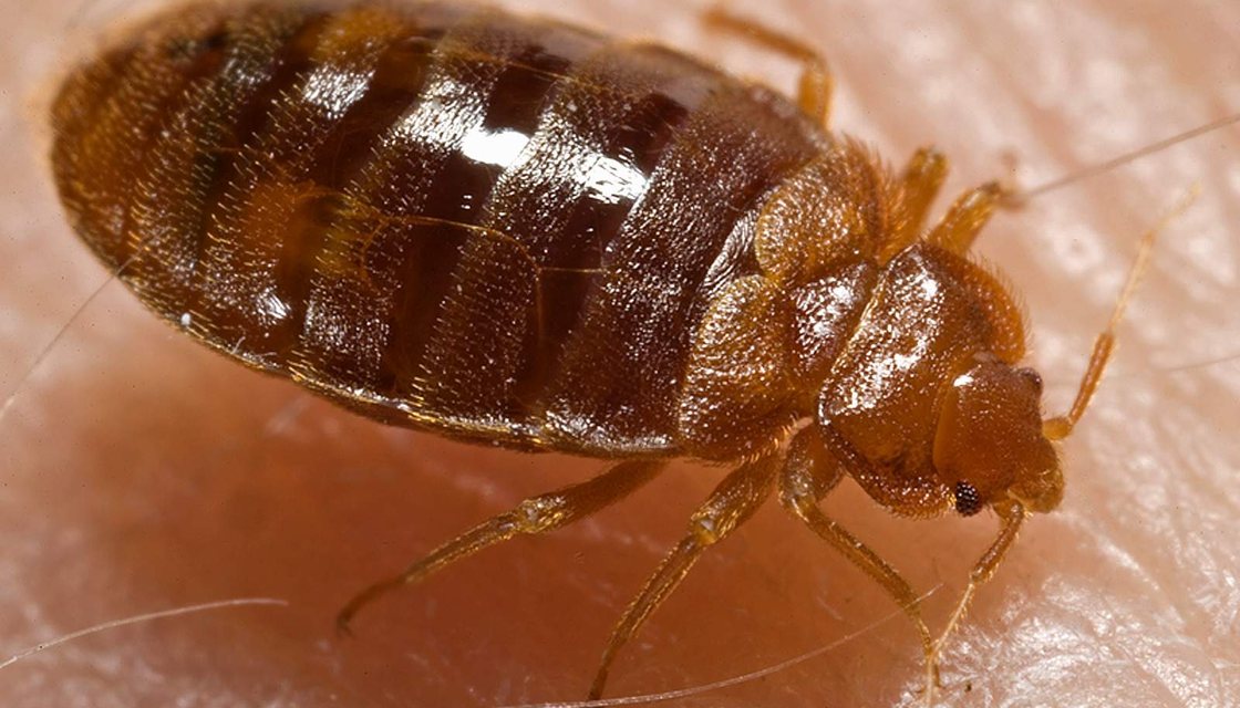 Bed bug and shed skins along a mattress seam