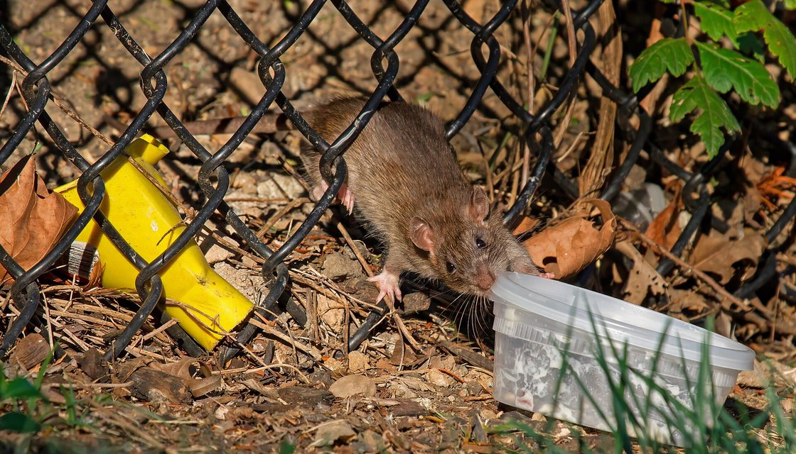 Norway rat along a brick alley wall behind Covington rowhouses
