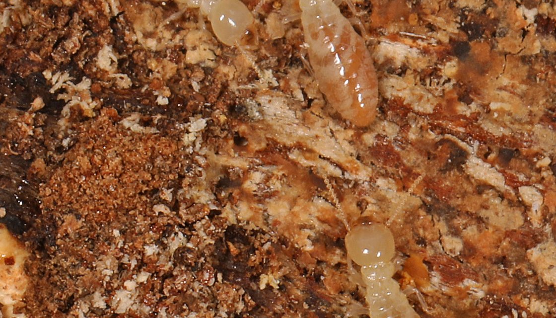 Termite mud tubes climbing a stone foundation wall in a Covington basement