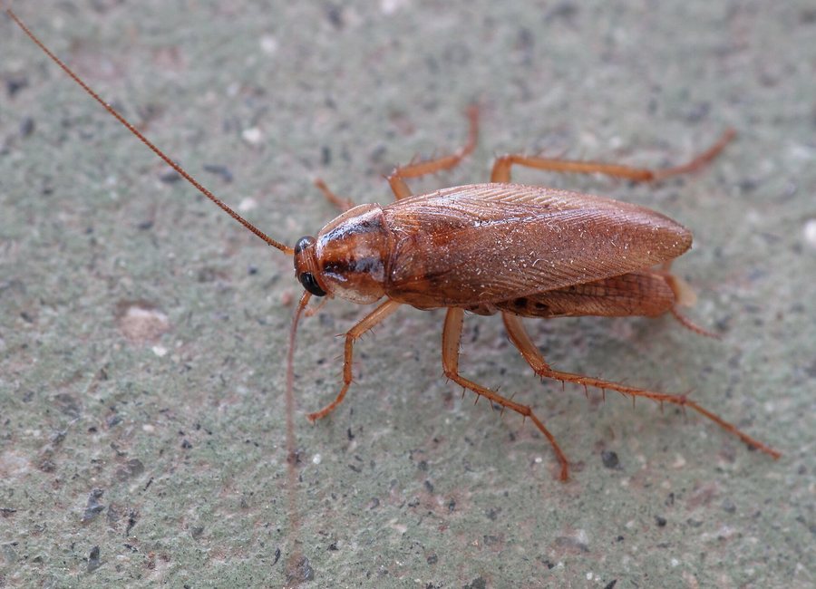 German cockroach near a kitchen baseboard in a Covington rowhouse
