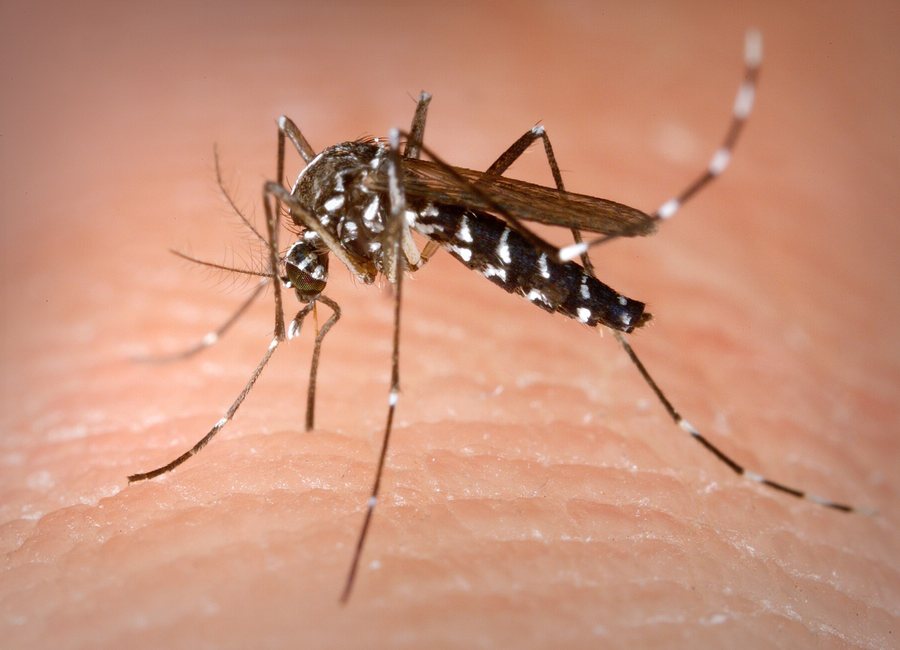 Mosquito resting on a leaf near the Covington riverfront