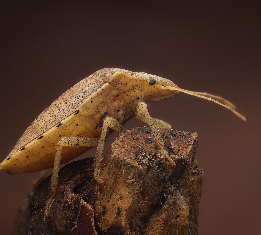 Brown marmorated stink bug, a common Covington fall invader