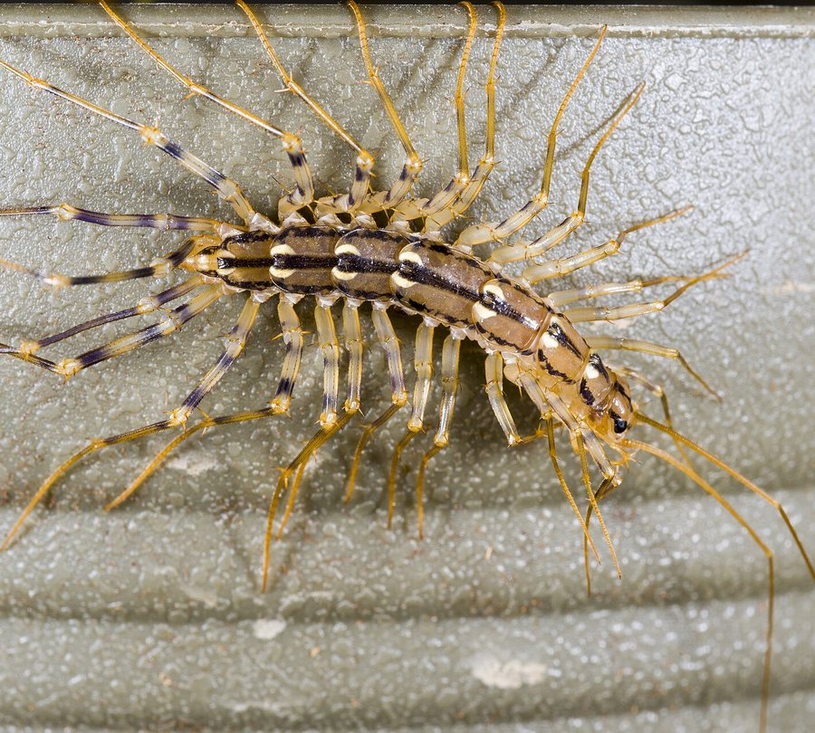 House centipede, common in damp Covington basements