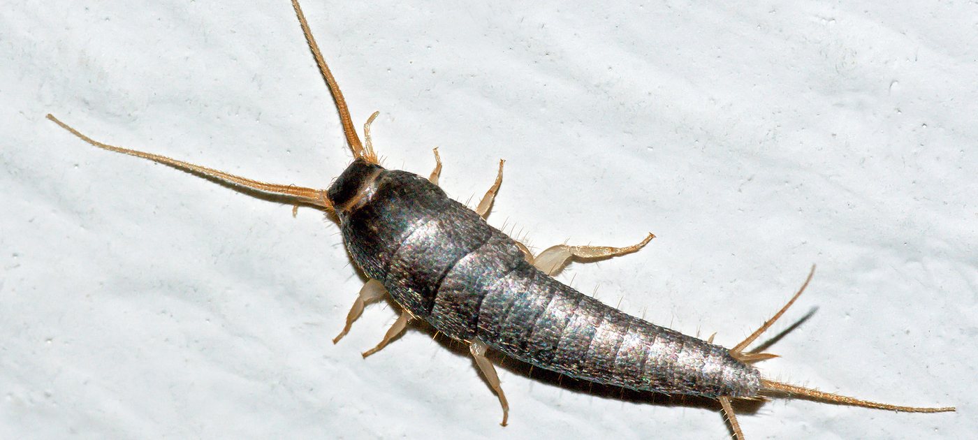 Silverfish, a damp-basement pest in older Covington homes