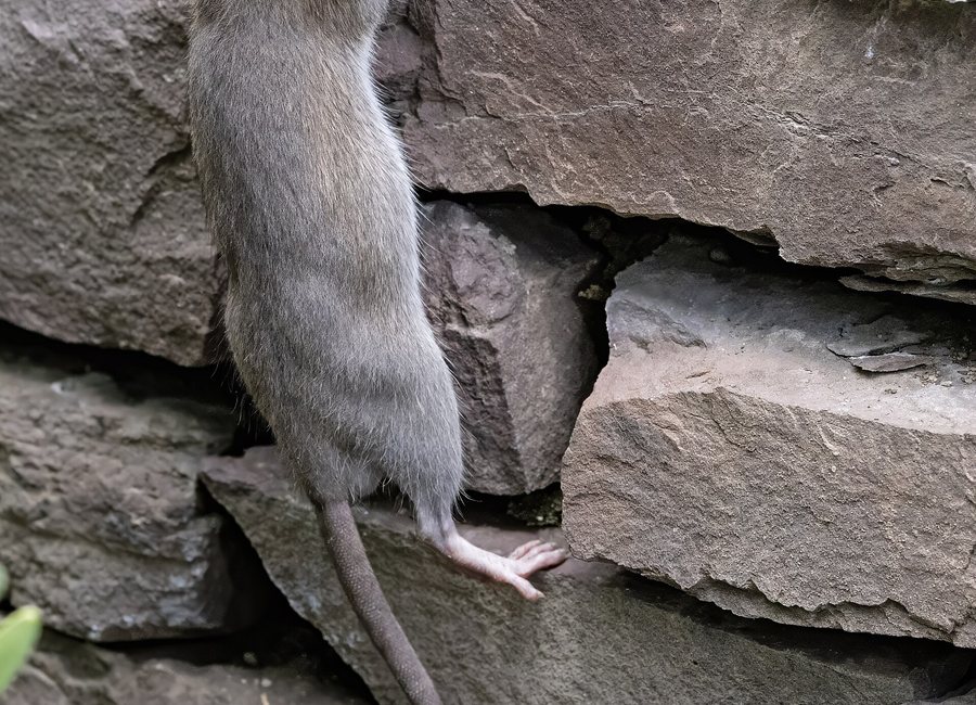 Norway rat along a brick alley wall in Covington