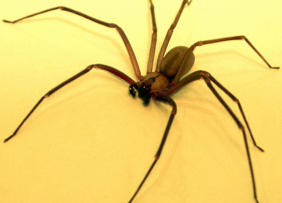Cellar spider in the corner of an old Covington basement