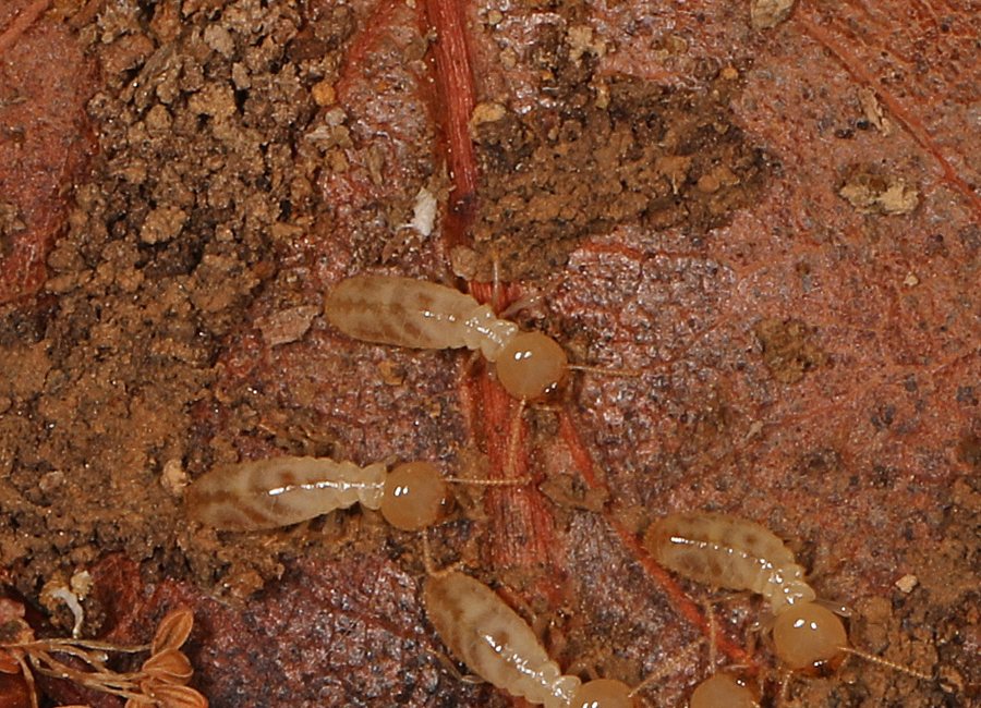 Subterranean termite mud tubes on a stone foundation wall in Covington