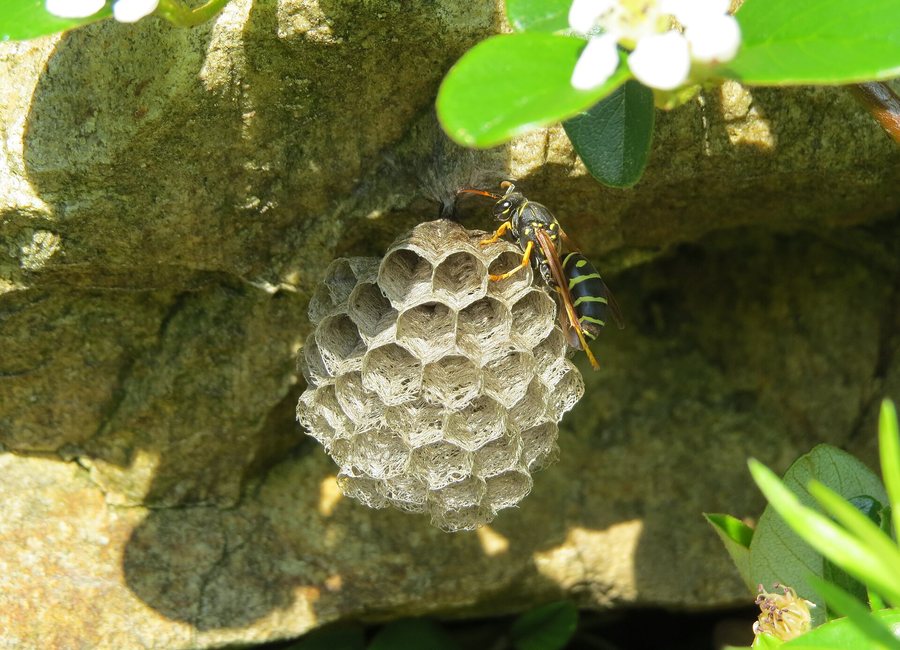 Paper wasp nest under the eave of a Covington rowhouse